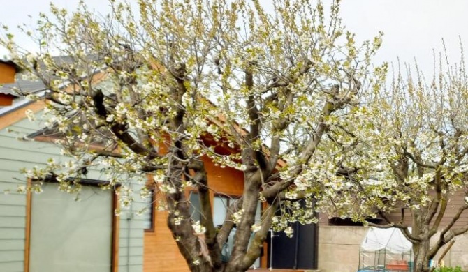 Cabaña Los Cerezos