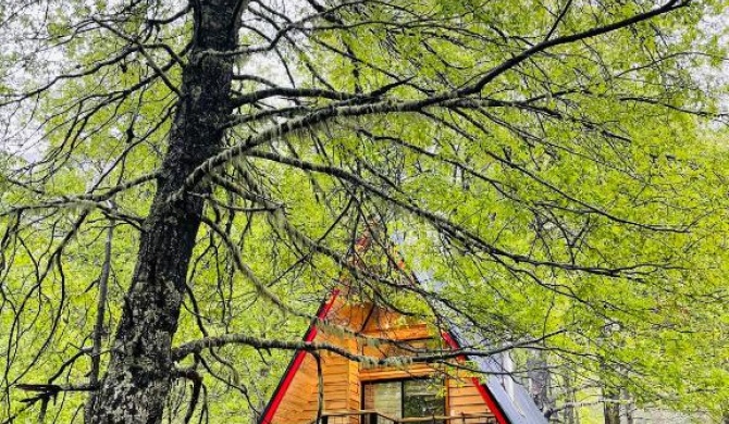 Casa del Árbol - Malalcahuello