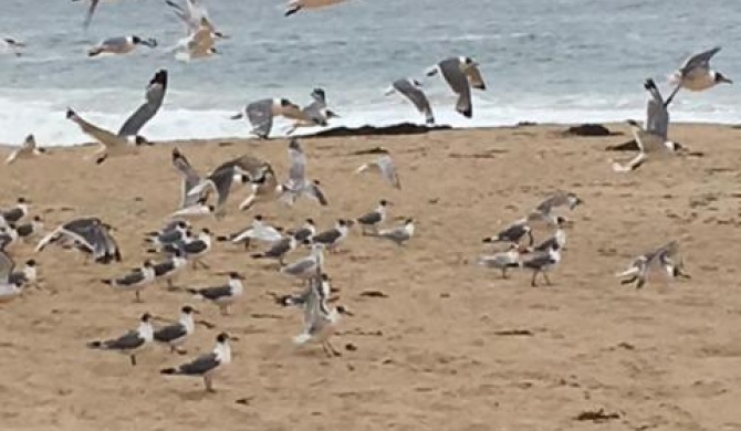 Cabañas en Algarrobo Norte